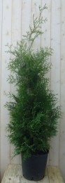 ConifeerBrabant150-180cm-Warentuinnatuurlijk