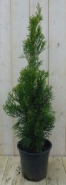 ConifeerThujaSmaragd90cm-Warentuinnatuurlijk