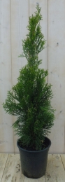 ConifeerThujaSmaragd90cm-Warentuinnatuurlijk