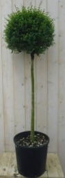LigusterBol140cm-Warentuinnatuurlijk