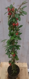 CotoneasterDwergmispelklimstruik80cm-Warentuinnatuurlijk