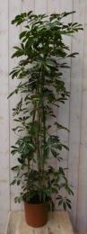 KamerplantScheffleraVingersboomgeelbont120cm-Warentuinnatuurlijk
