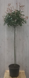 PhotiniafraseriRedRobinroodstamhoogte70cmenhoogte150cm-Warentuinnatuurlijk