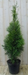 ConifeerThujaSmaragd110cm-Warentuinnatuurlijk