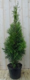 ConifeerThujaSmaragd110cm-Warentuinnatuurlijk